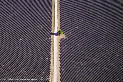 Juin 2005, Valensole (FRA,04) - Lavander fields
