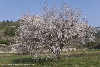 16 02 2008 - Les Baux de Provence (FRA, 13) - Paysages des Alpilles