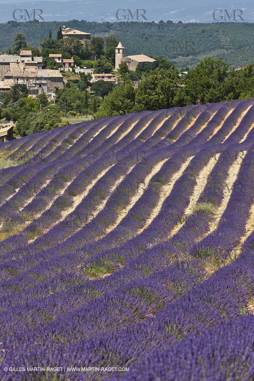 27 06 2011 - Entrevennes (FRA, 04) - Lavander fields
