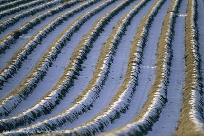 France, Provence, Neige en hiver   Snow in Provence