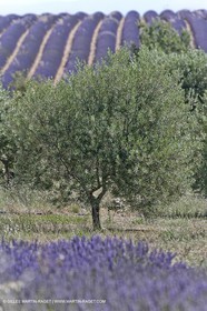 13 08 2007 - Valensole (04) - Lavandes en fleur sur le plateau de Valensole