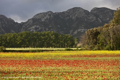 29 04 2012 ( Saint Rémy de Provence (FRA, 13) - Chaîne des Alpilles vers Romanin
