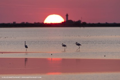 19 04 2011 - Arles (FRA,13) - Pink flamingos in La Gacholle Lighthouse vicinity