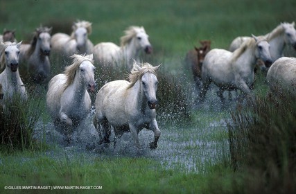 Camargue horses