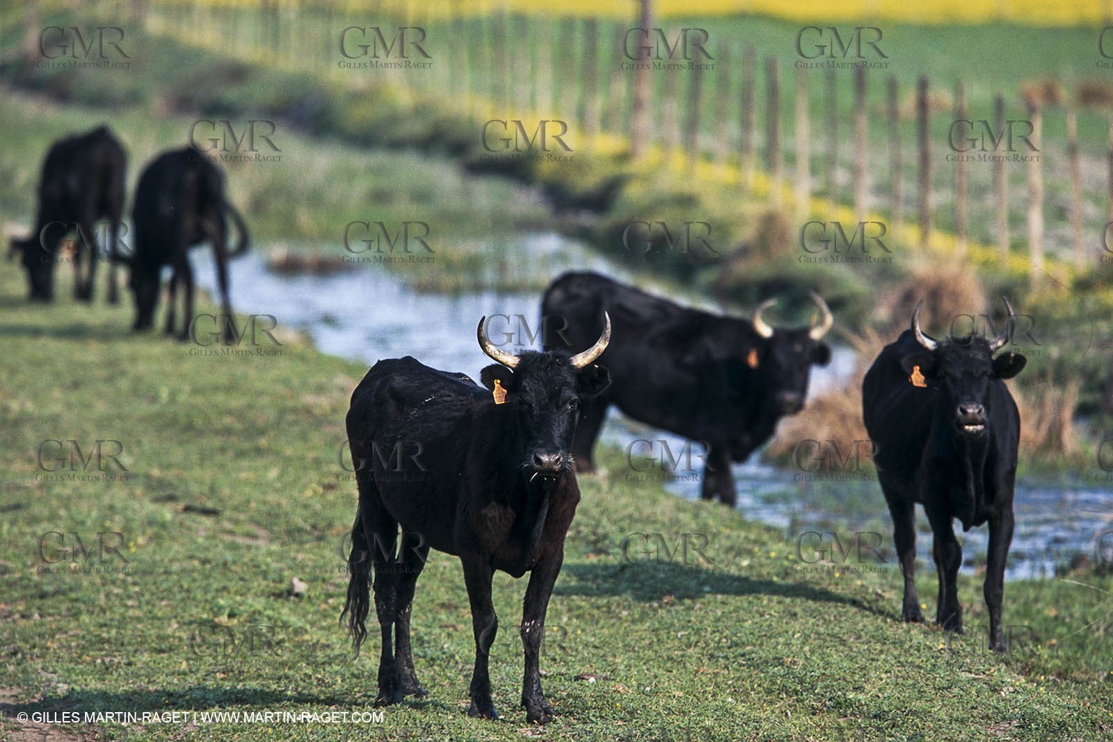 Camargue (FRA,13) - Little Camargue