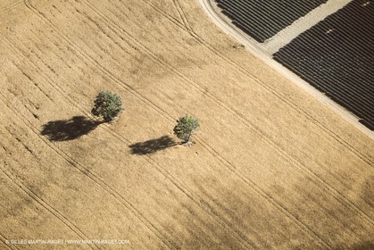 Juin 2005, Valensole (FRA,04) - Lavander fields