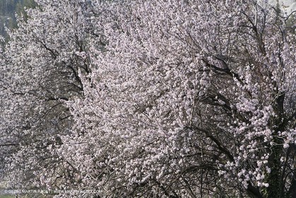 16 02 2008 - Les Baux de Provence (FRA, 13) - Alpilles hills landscapes