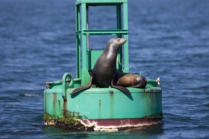 07 10 2008 - San Diego (CA, USA) - America's Cup - BMW ORACLE Racing - 90 ft trimaran sea trials - San Diego session - Day 1