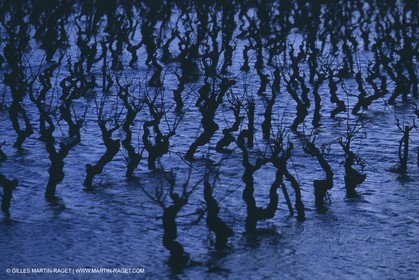 France, Provence, Vignobles des vins de Provence