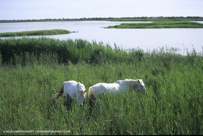 Chevaux de Camargue
