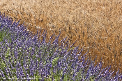 27 06 2011 - Valensole (FRA, 04) - Lavander fields