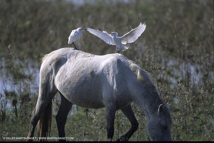 Chevaux de Camargue