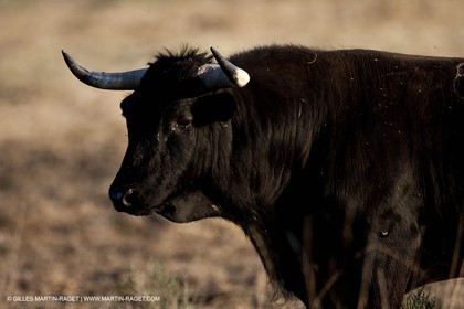 09 04 2011 - Arles (FRA,13) - Bulls fighting in Camargue