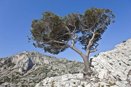 27 03 2009 - Marseille (FRA, 13) - Les Calanques - Morgiou