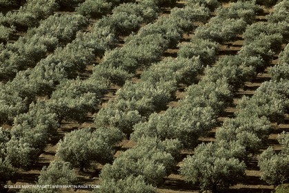 France, Provence, Oliviers, oliveraies, olive trees