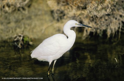 Camargue (FRA,13) - Birds in the Camargue - Little Egret
