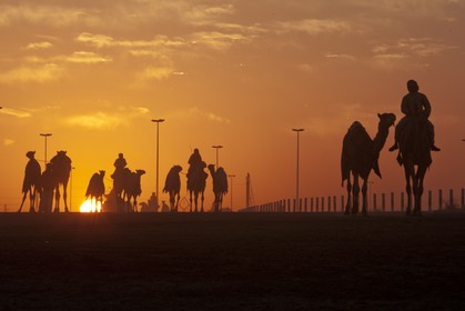 20 11 2010 - Dubai (EAU) - Courses de chameaux