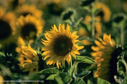 Luberon (FRA,84), Sunflower fields