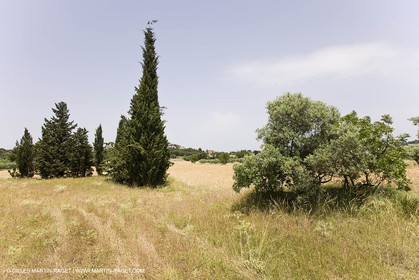 24 Juin 2008 - Saint Rémy de Provence (FRA-13) - Paysage des Alpilles