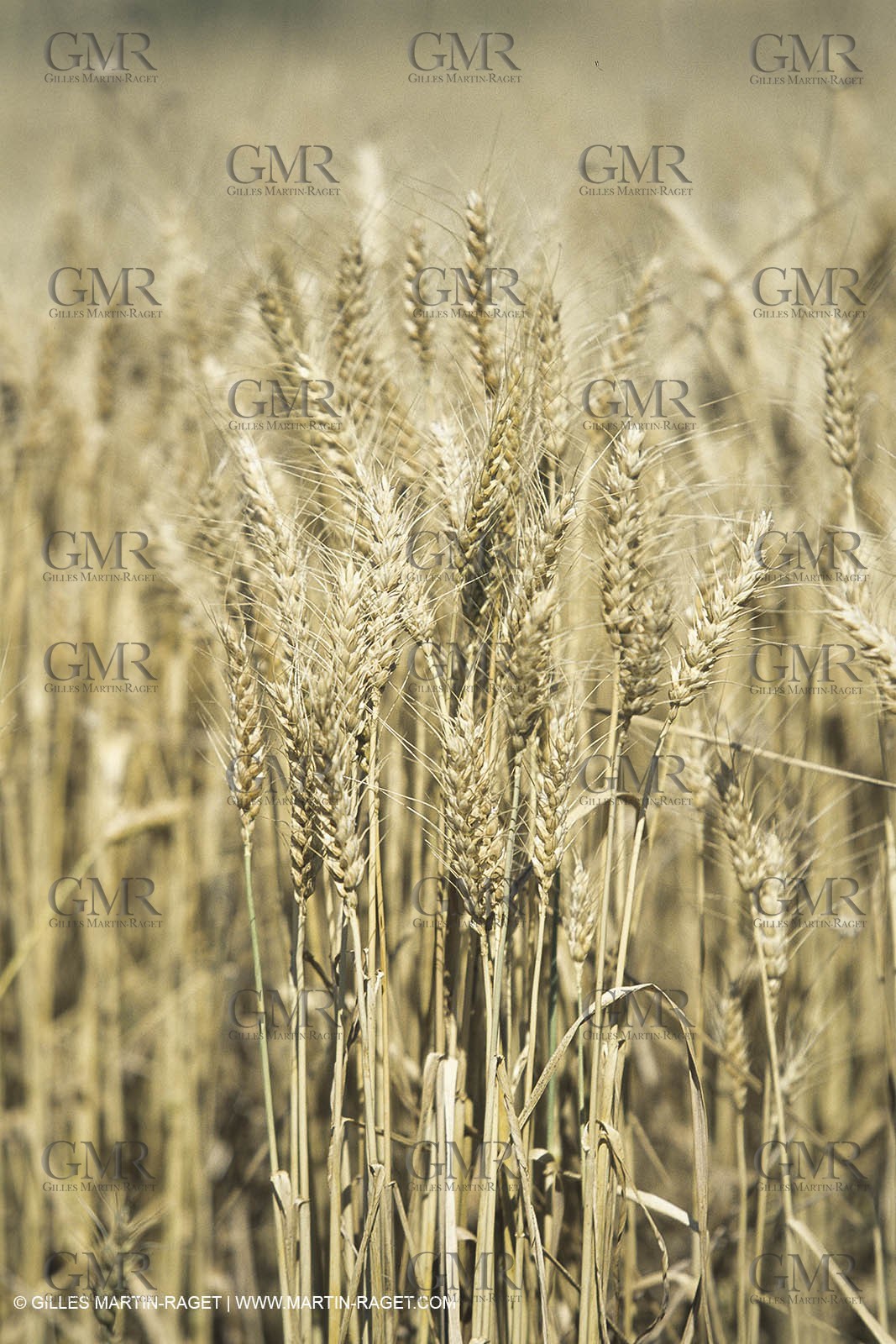 Corn and Wheat fields on Valensole Plateau in higher Provence (France)
