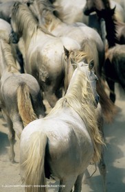 2000-2010- Arles - Les Saintes Maries de la mer (FRA,13) - Camargue horses