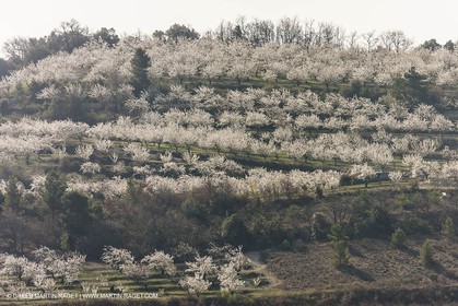March 30th 2012 - Saint Saturnin les Apt (FRA, 84) - blooming cherry trees