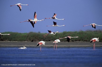 Flamants
