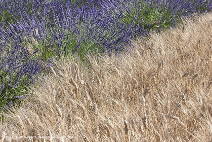 27 06 2011 - Valensole (FRA, 04) - Lavander fields