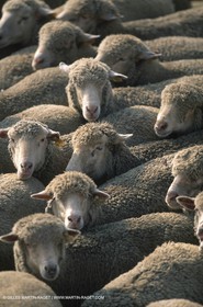 Saint Rémy de Provence (FRA,13) - Fête de la Transhumance