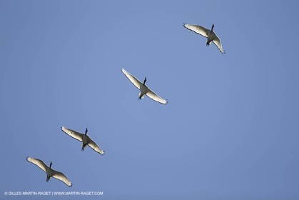07 11 2014, Capetown (ZAF), Volvo Ocean Race 2014-15, Arrivals Team SCA