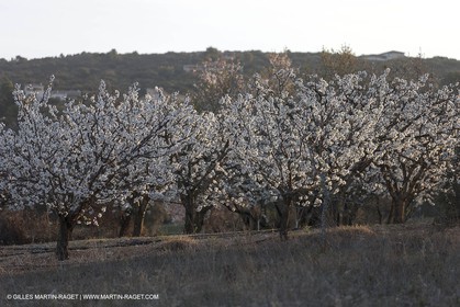 March 30th 2012 - Saint Saturnin les Apt (FRA, 84) - blooming cherry trees