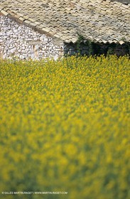 Alpilles (FRA,13), Champs de colza