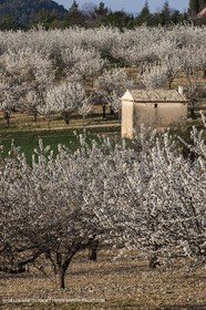 March 30th 2012 - Saint Saturnin les Apt (FRA, 84) - blooming cherry trees
