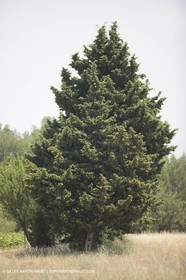 24 Juin 2008 - Saint Rémy de Provence (FRA-13) - Paysage des Alpilles