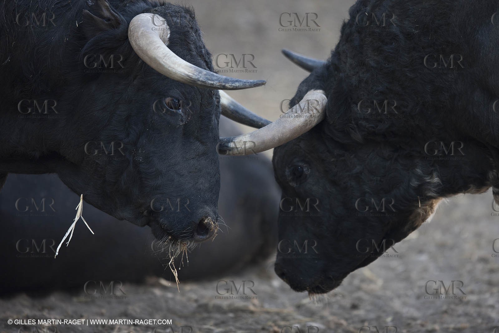 19 04 2011 - Arles (FRA,13) - Easter Feria toros