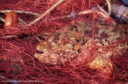 Local fishing - local fishing boats