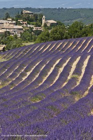 27 06 2011 - Entrevennes (FRA, 04) - Lavander fields