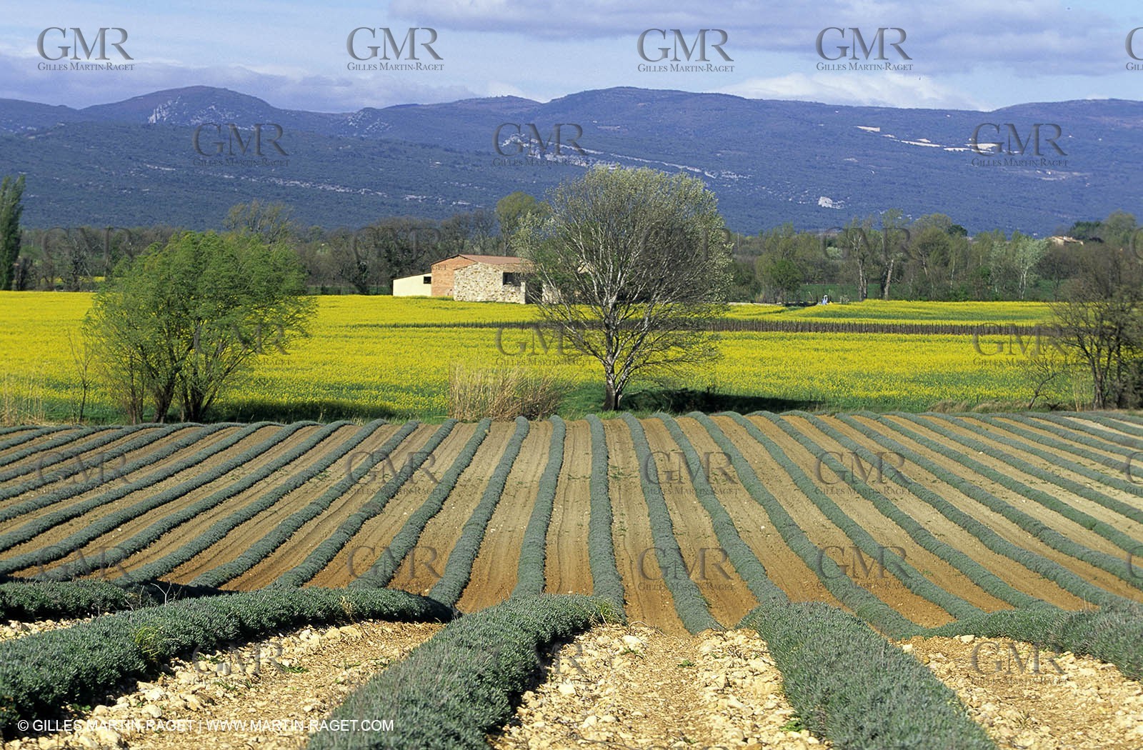 Alpilles (FRA,13), Rape fields