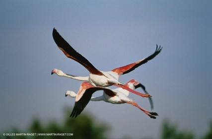 Camargue (FRA,13) - Flamants roses en Camargue