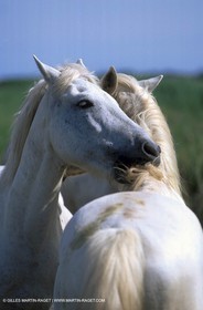 Camargue horses