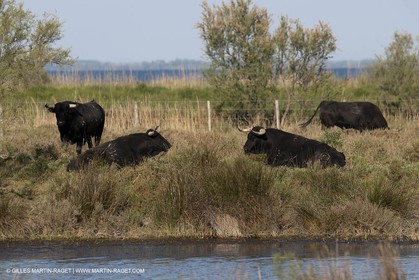19 04 2011 - Arles (FRA,13) - Elevage de taureaux de combat en Camargue