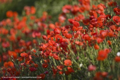 04 05 2008 - Saint Rémy de Provence (FRA, 13) - Paysages des Alpilles