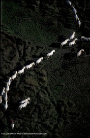 Camargue horses