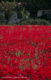 Paysages de Nîmes Métropole (FRA,30) - Les costières