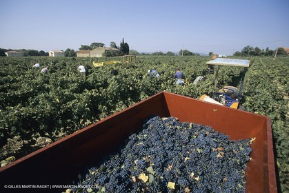 Vin, Vigne , Vendanges, vignification, vignobles, France, Provence, Côte du Rhône, Rosé