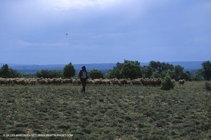 Saint Rémy de Provence (FRA,13) - Fête de la Transhumance