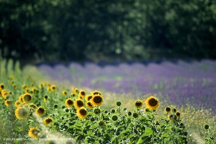 Hgher Provence - Lavender fields