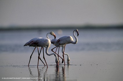Flamants Roses - Camargue