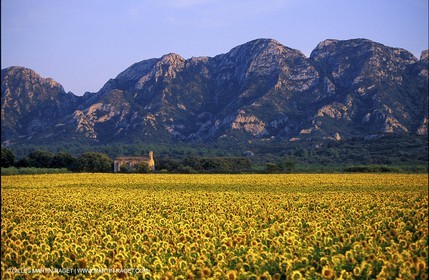 Champs de Tournesols