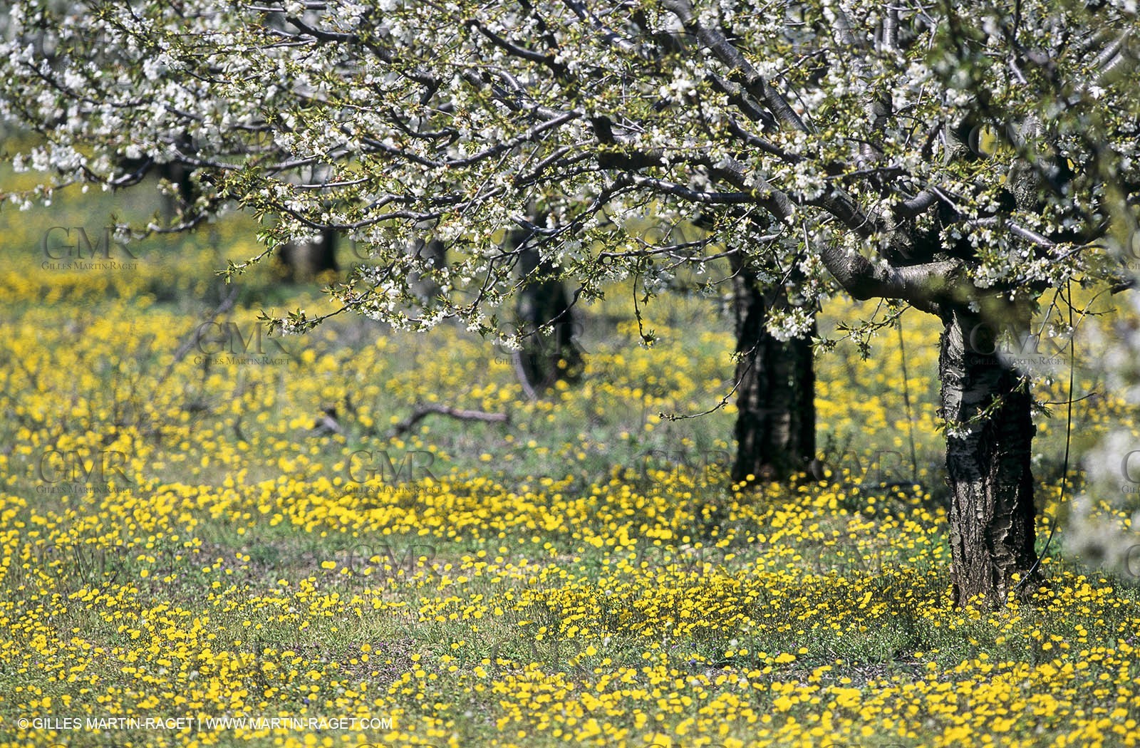 Luberon (Fra,84), blooming cherry trees